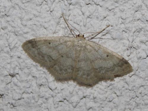 Réf. 210 856 : Idaea biselata